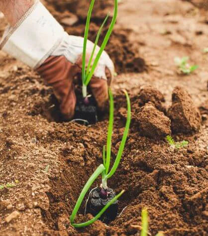 food planting