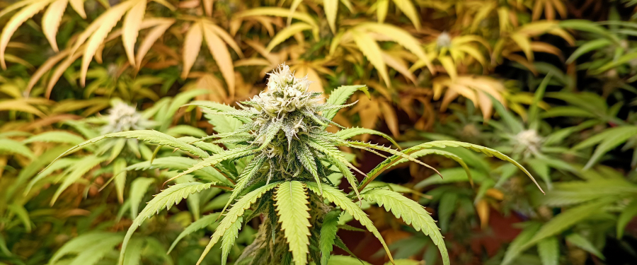 Medicinal Cannabis and Employer Obligations Under WHS Law